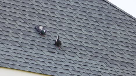 pigeons interacting and moving on shingled rooftop.