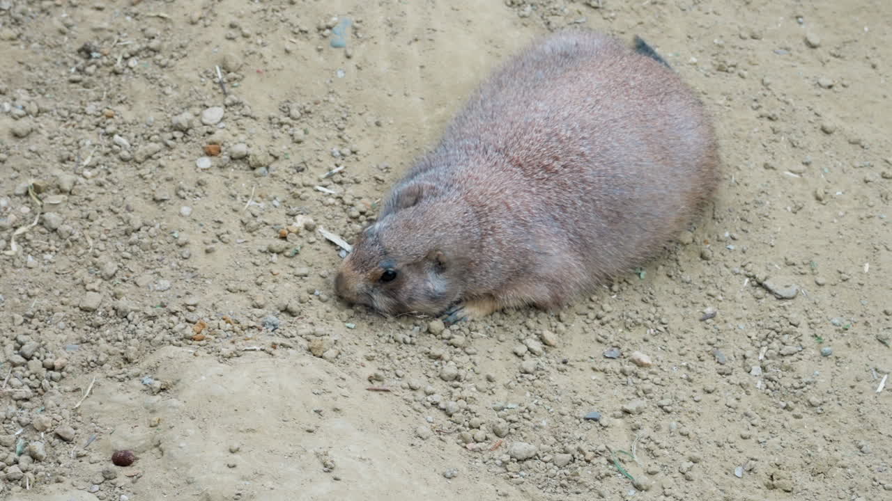 Prairie dog relaxing and resting on dirt, close up view