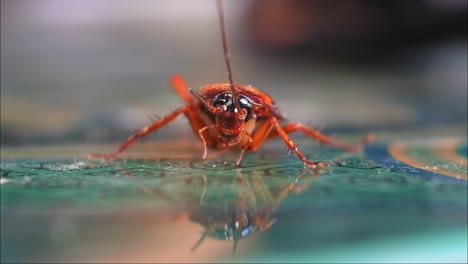 HD video extreme close up of small cockroaches
