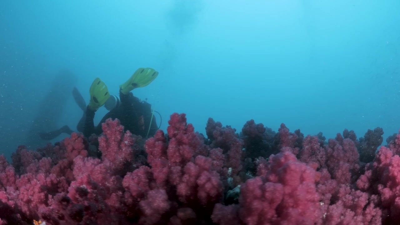 Squadra di manutenzione tecnica al lavoro su infrastrutture energetiche marittime coperte da vivaci spugne di corallo molle rosa in acque blu profonde.