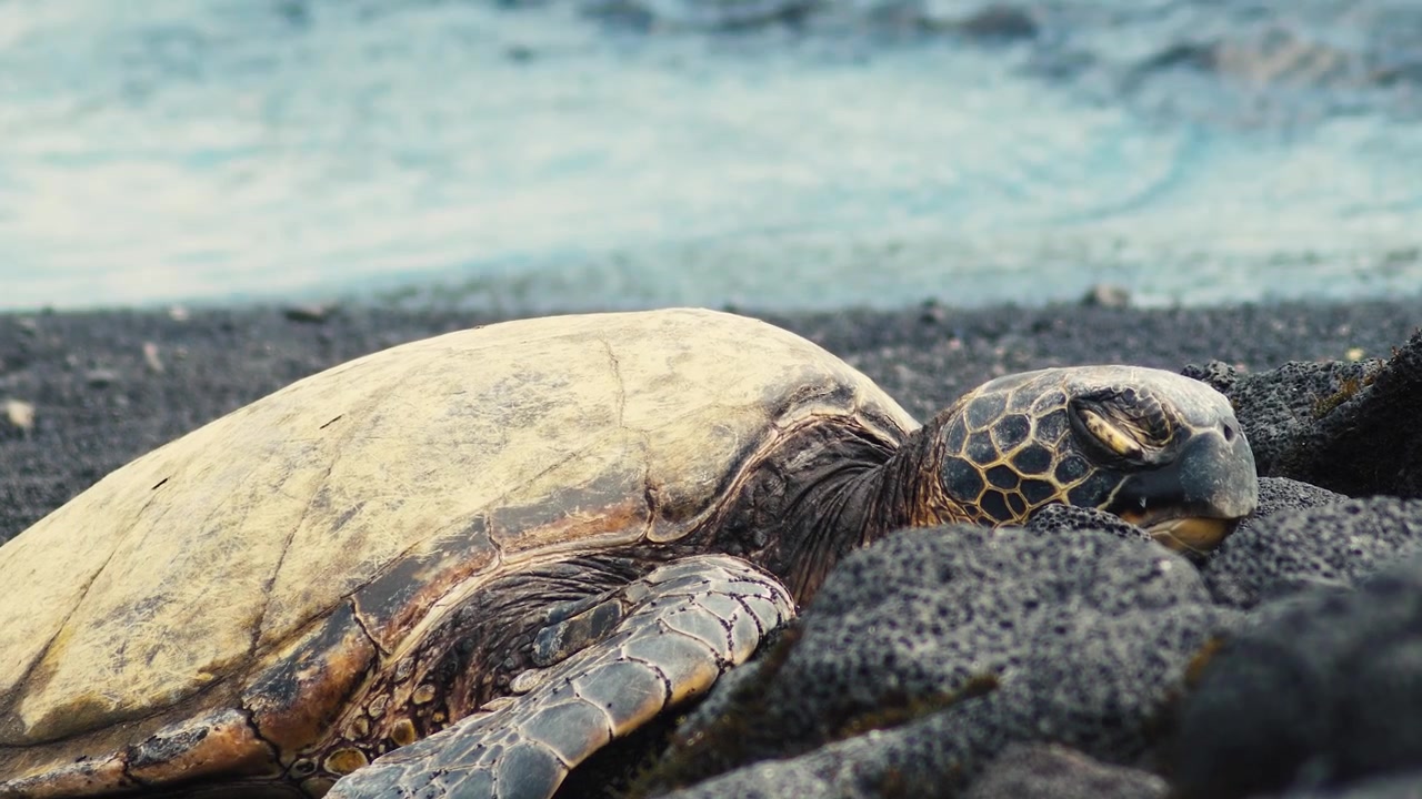 Honu sea turtle resting head on lava stones at black sand beach in Big Island Hawaii with ocean waves. Close up slow zoom of endangered green sea turtle in natural habitat. Cinematic 4K video