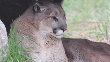 Adult-male-Cougar-turns-to-look-at-camera-from-outside-rocky-cave