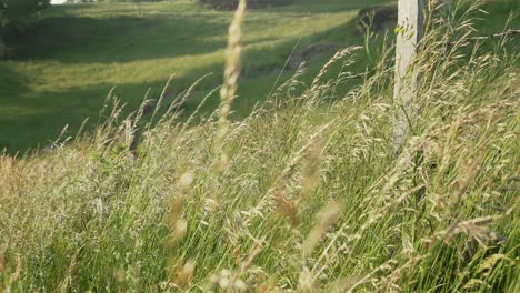 cinematic close up corn wheat crops waving in wind on field