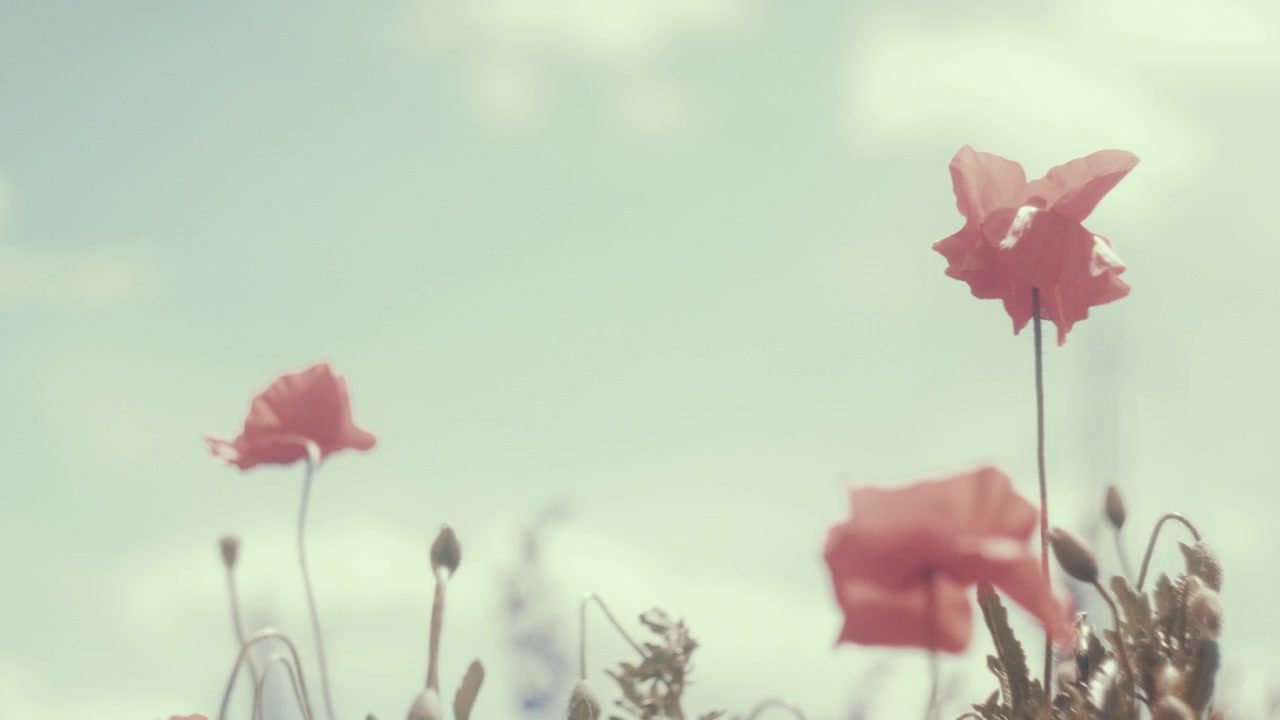 Horizontal low angle shot of red wild flowers swaying in slow motion against a bright blue sky. Dreamy vintage film aesthetic with soft sunlight, perfect for summer nature and wellness