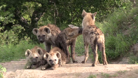 Den-of-5-wild-hyena-cubs-watching-for-mother's-return