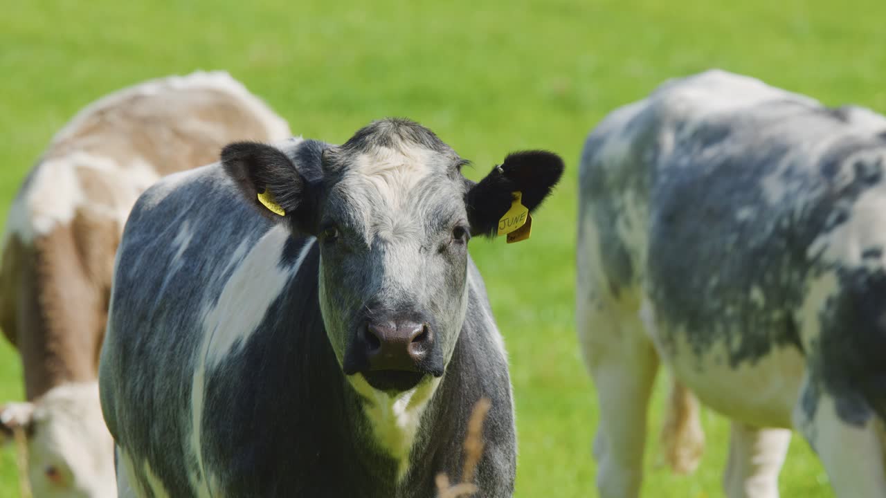 Several dairy cows, including a blue roan breed, stand and graze on green grass under bright daylight. Camera remains steady with a frontal, eye-level perspective