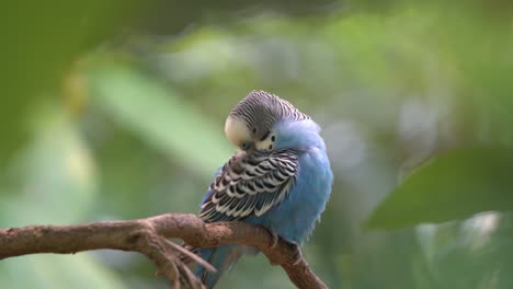 Vibrant-blue-budgerigar,-melopsittacus-undulatus,-preening-and-grooming-its-beautiful-feathers-against-dreamy-bokeh-forest-background-at-langkawi-wildlife-park