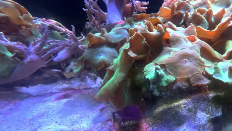 tropical fish hiding behind anemone