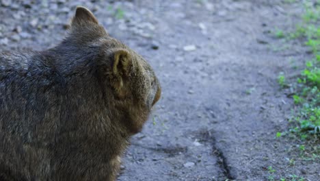 a wombat walking on a dirt path