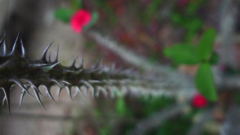 close-up view of spiked flower in garden