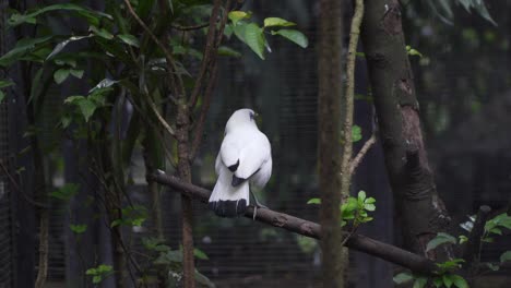 two jalak bali birds (leucopsar rothschildi) in outdoor aviary enclosure – rare species interaction