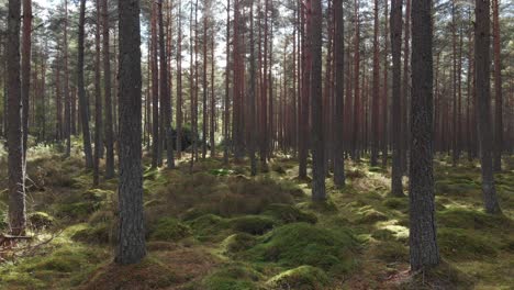 sun shining through the pine trees in the forest