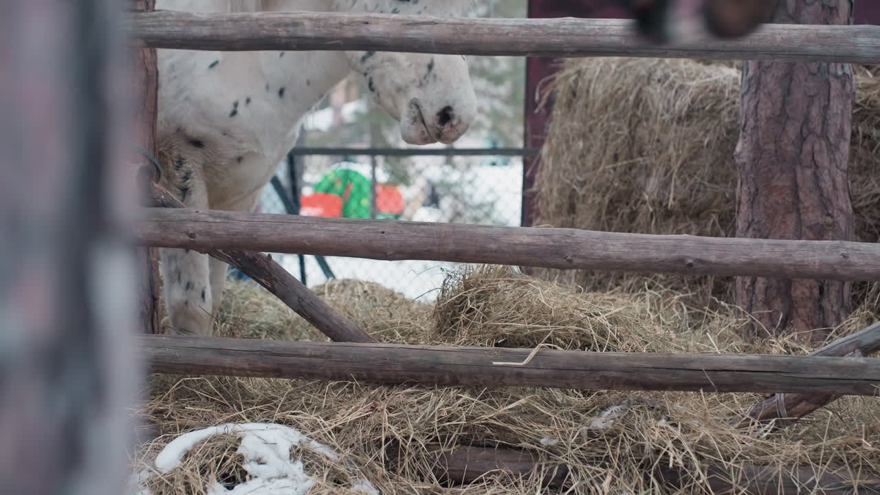 농장 동물들이 건초와 함께 지내고, 시골 동물들이 건초 더미 주위에 모여 즐거워하며, 농장 마당에 사는 동물들이 야외의 건초와 소박한 풍경 속에서 뛰어놀고 휴식을 취하며 자연을 즐깁니다.