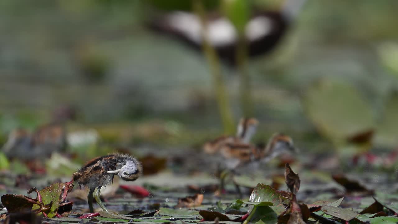 polluelos de jacana de cola de faisán que se alimentan de hojas flotantes de lirio de agua