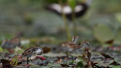 Polluelos-De-Jacana-De-Cola-De-Faisán-Alimentándose-De-Hojas-Flotantes-De-Nenúfar