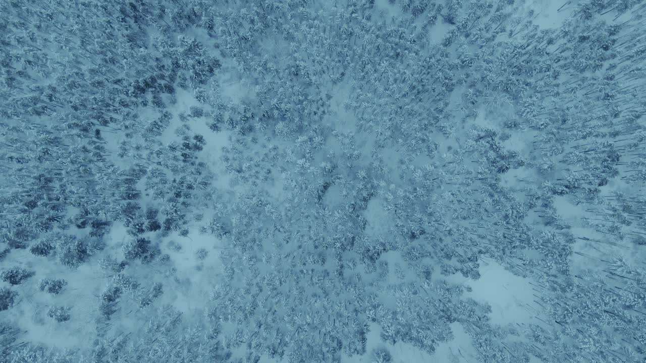 el helicóptero está dando vueltas sobre el bosque de invierno, la belleza de los bosques del norte. los árboles se paran en la nieve, cubiertos de helada. una extensión ilimitada de hermosos bosques.