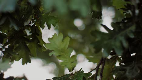 Viento-Ligero-Brisa-A-Través-De-Hojas-De-Roble-Verde