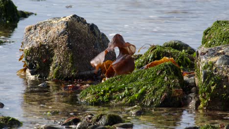 close-up-of-seaweed-covered-rocks-at-low-tide