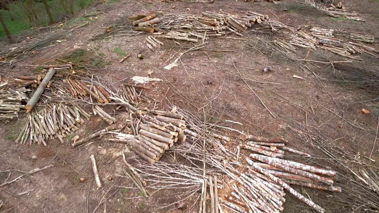 Devastated Forest: Aerial View of Chopped Tree Trunks Amidst Deforestation. Climate Change
