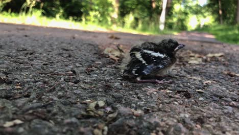 Einsames-Vogelküken,-Das-Gerade-Aus-Seinem-Nest-Gefallen-Ist-4