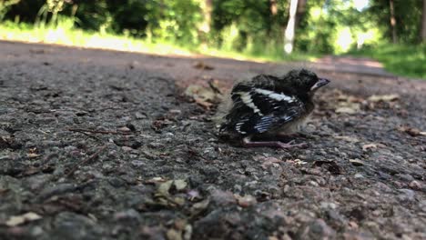 lonely baby bird chick who just fell of its nest-4