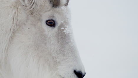 una cabra de montaña de primer plano en la naturaleza invernal del territorio de yukon, canadá.