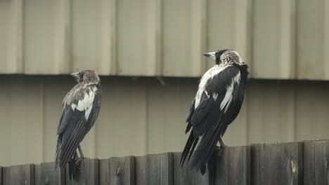 Urracas-Australianas-Húmedas-Adultas-Y-Juveniles-Encaramadas-En-El-Cerco-Mirando-Alrededor-Lloviendo-Australia-Gippsland-Victoria-Maffra