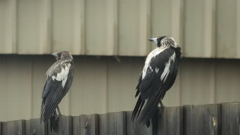 magpies australianas húmedas adultos y juveniles posados en la valla mirando a su alrededor lloviendo australia gippsland victoria maffra