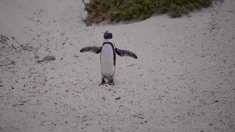 pingüino en una playa corriendo por una colina arenosa hacia la cámara batiendo alas en cámara lenta en sudáfrica