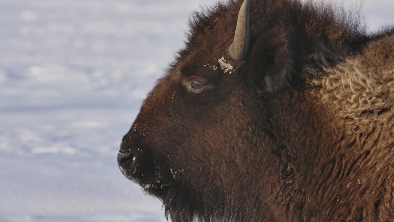 bisonte sobreviviendo al duro invierno en cámara súper lenta