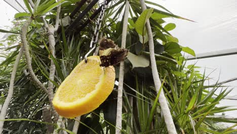 Mariposa-Está-De-Pie-Sobre-Una-Rodaja-De-Naranja-Y-Tratando-De-Beber-Jugo-De-Fruta-Con-Sus-Pajitas