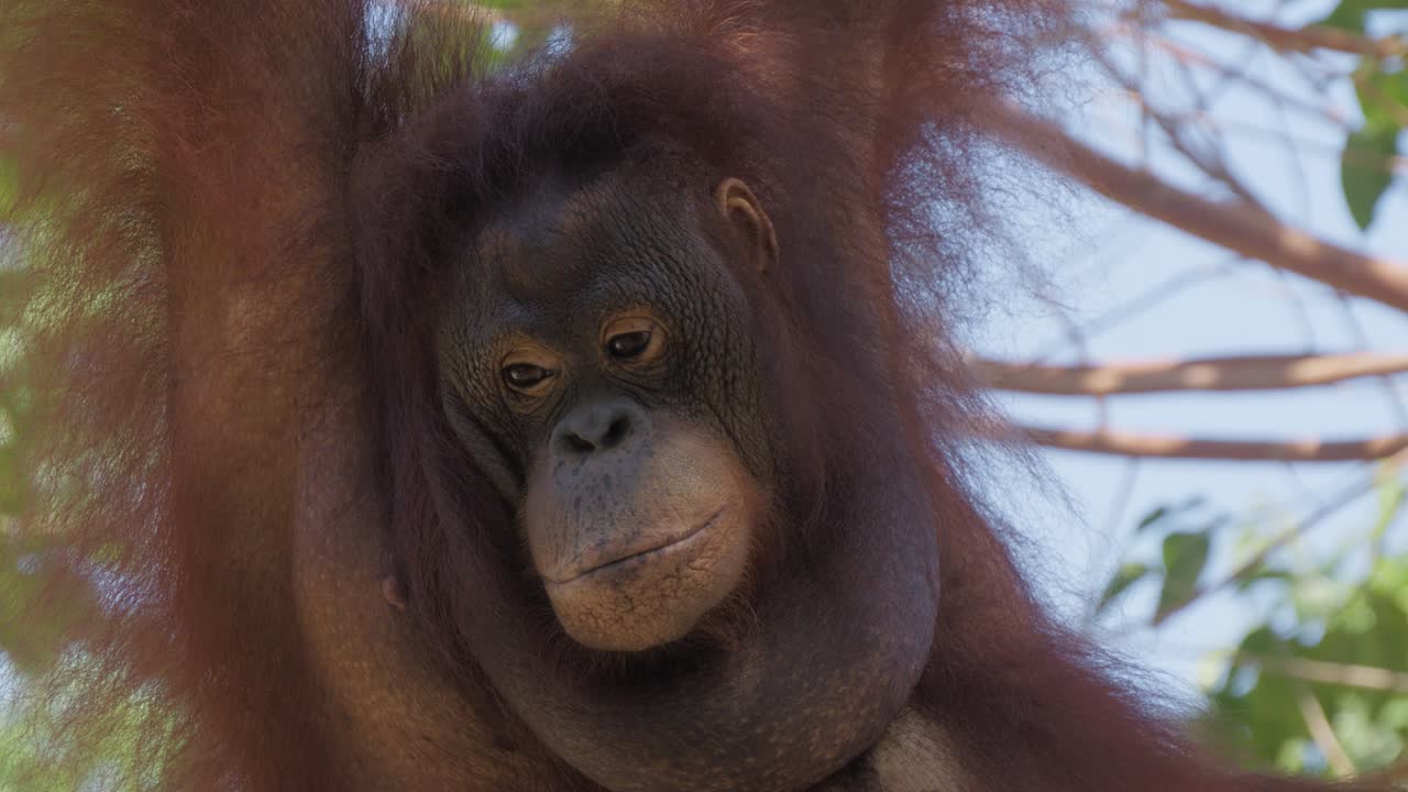 orangután colgado de una rama de árbol. primer plano