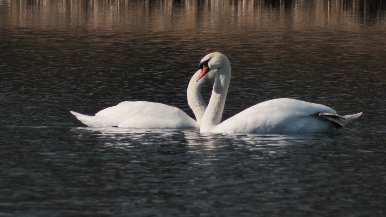el cisne blanco vuela solo. un hermoso pájaro grande