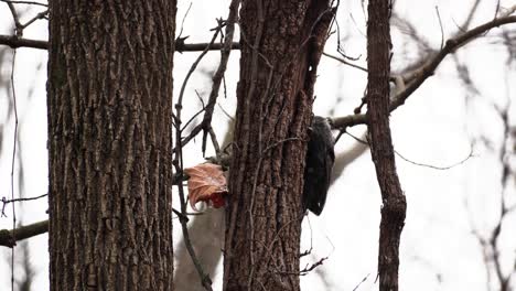 static shot of a red-headed woodpecker looking for insects on the bark of a tree