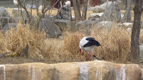 western white stork ciconia in the zoo in south korea