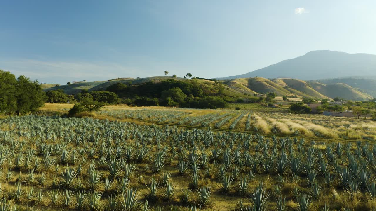 carro lento en campos de agave azul en tequila, méxico