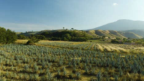 Slow-Dolly-In-Blauen-Agavenfeldern-In-Tequila,-Mexiko