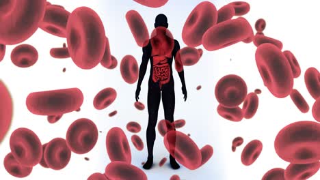 animation of falling blood cells over human body model