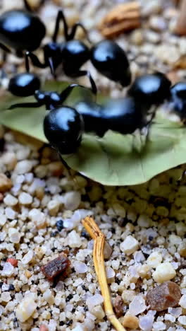 close-up of black ants on a leaf in sand