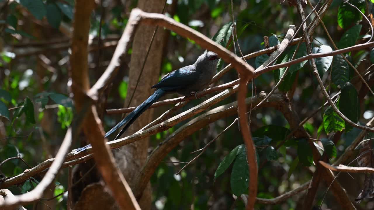 malkoha de pico verde de 4k