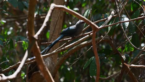 4K-Green-Billed-Malkoha