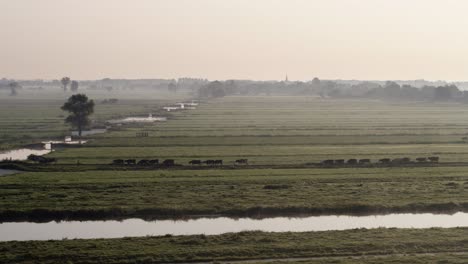 Rebaño-De-Vacas-Domésticas-Caminando-Hacia-Los-Campos-A-Primera-Hora-De-La-Mañana-Brumosa