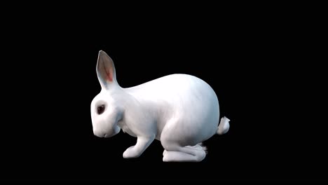 a rabbit idle on black background with alpha channel included at the end of the video, 3d animation, side view, animated animals, seamless loop animation