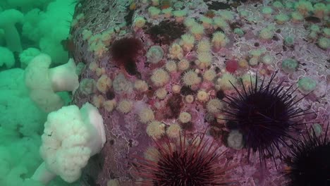 diving amid a field of colourful anemones