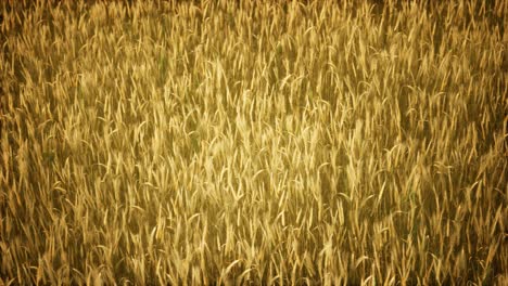 ripe yellow rye field under beautiful summer sunset sky with clouds
