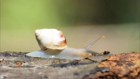 snails crawling on the surface of weathered wood