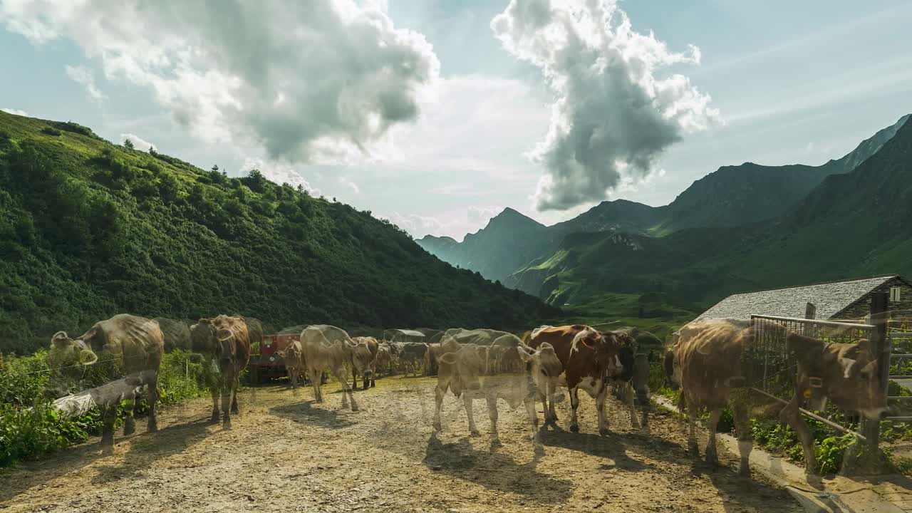 This timelapse video showcases cows coming home from grazing near Lake Cadagno, Ticino, Switzerland. The herd contrast with the lush green valley, towering mountains and tall clouds.