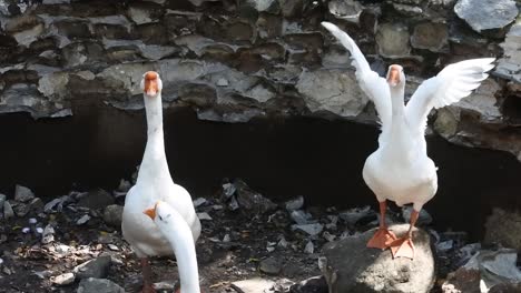 the goose fowl relaxing in bird sanctuary