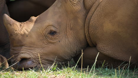 Nashorn-Im-Freien