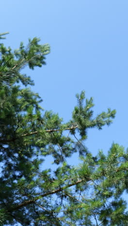 pine tree branches against a blue sky